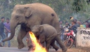 Déforestation : une mère éléphant et son bébé se font attaquer par des villageois, en Inde