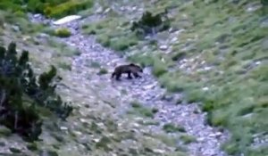 Un ours filmé de très prés par un randonneur en Andorre