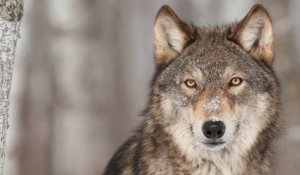 Aux États-Unis, l'abattage des loups continue dans l'État de Washington