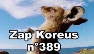 Zap Koreus n°389