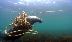 Ce phoque réussit à se libérer de ce tas de corde au fond de la mer