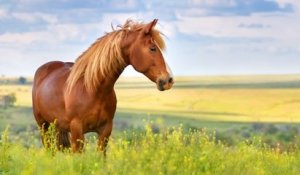 4 nouveaux cas de chevaux et poneys tués et mutilés, un propriétaire agressé