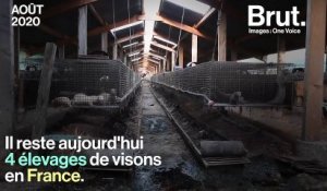 One Voice révèle de nouvelles images d'un élevage de visons situé en Eure-et-Loir