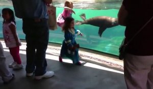 Ce lion de mer voit une fillette tomber et sa réaction est adorable