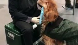 Ce chien demande un calin...  à un mannequin de magasin de vêtement