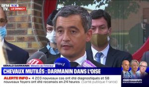 Chevaux mutilés: Gérald Darmanin appelle à "la mobilisation générale des Français pour signaler à la gendarmerie tous les indices"