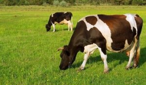 En Bretagne, deux vaches découvertes mutilées, l'une d'elles pourrait ne pas survivre