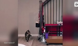 Un Chat Sauve Un Bebe Qui Allait Tomber Dans Les Escaliers Sur Orange Videos