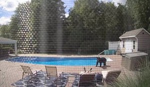 Réveil surprise au bord de sa piscine