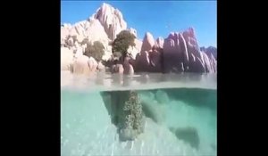 Cet arbre magnifique a ses racines qui poussent sous l'eau