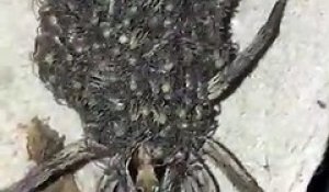 Cette araignée transporte tous ses petits sur son dos... mignon ou terrifiant