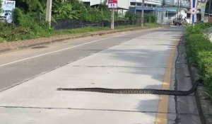 Un énorme serpent traverse tranquillement la route