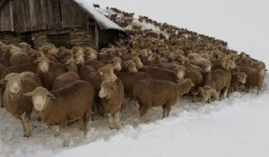 Après des chutes de neige inattendues, plus de 6 000 moutons sont pris au piège en Savoie