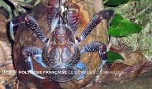 Polynésie Française : Les crabes de Makatea