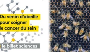 Cancer du sein : du venin d'abeille pour améliorer les traitements