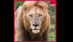 Les lions sont aujourd'hui en danger -  L'édito carré