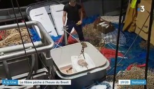 Brexit : les pêcheurs belges dans la tourmente