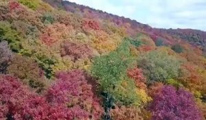 Magnifiques couleurs de l'automne dans cette forêt anglaise