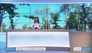 Sécheresse : la menace pèse sur les forêts françaises