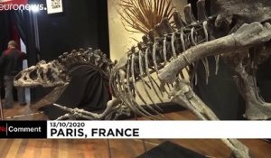 Un squelette d'allosaure mis aux enchères en France