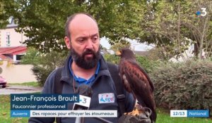 Yonne : des fauconniers pour faire fuir les étourneaux