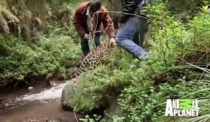 Il balade son jaguar de compagnie... Animal magnifique