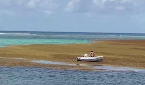 Cœur Outre-mer - Antilles : vers la fin des sargasses ?