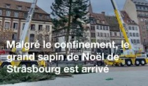 Strasbourg: Le traditionnel sapin de Noël installé, malgré le confinement
