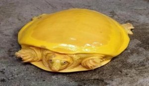 Une tortue entièrement jaune a été découverte en Inde