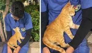 En Égypte, un chat errant réconforte un infirmier fatigué pendant sa pause après 12 heures de service