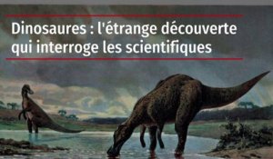 Dinosaures : l'étrange découverte qui interroge les scientifiques