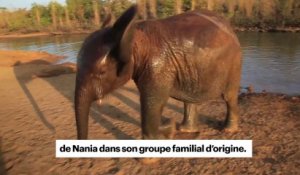 Un éléphanteau de 3 ans retrouve sa mère grâce à l'ADN