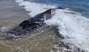 Méditerranée : une baleine à bosse s'est échouée près de La Grande-Motte