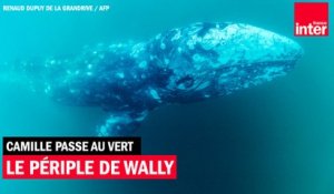 Le périple de Wally, baleineau du Pacifique nord perdu en Méditerranée - Camille Passe au Vert