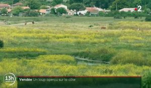Vendée : un loup gris aperçu à Jard-sur-Mer