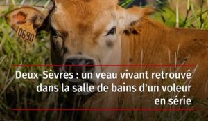 Deux-Sèvres : un veau vivant retrouvé dans la salle de bains d'un voleur en série