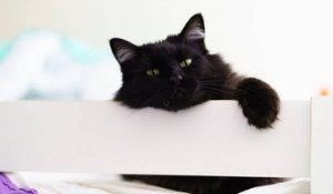 D'où vient la superstition du chat noir ?