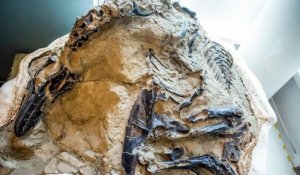 États-Unis : un fascinant fossile d'un T-Rex et d'un tricératops, morts enchevêtrés, est sur le point de révéler ses secrets