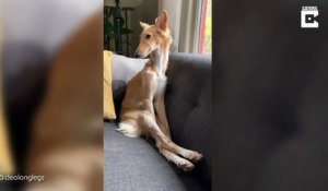 Ce chien a de très longues pattes... position tellement drôle