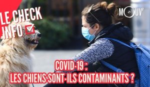 COVID-19 : les chiens sont-ils contaminants ?