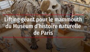 Lifting géant pour le mammouth du Muséum d’histoire naturelle de Paris