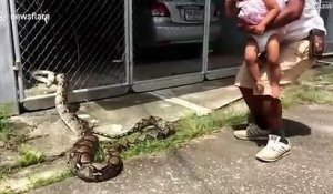 Ce fermier a découvert qui mangeait ses canards... gros serpent