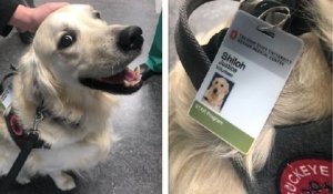 Covid-19 : un hôpital américain embauche un chien de thérapie pour réconforter les soignants