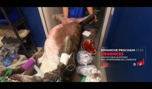 Urgences sur NRJ 12: L'incroyable quotidien des vétérinaires de l'urgence