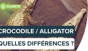 Savez-vous différencier un crocodile d'un alligator ? | Futura
