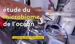 À Lorient, la goélette Tara fait voile à la recherche du microbiome et espère éviter le Covid-19