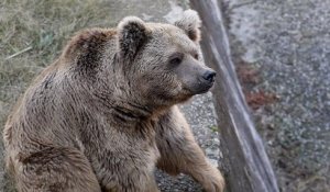 Derniers pensionnaire d'un zoo, un couple d'ours maltraité durant des années va rejoindre un sanctuaire en Jordanie