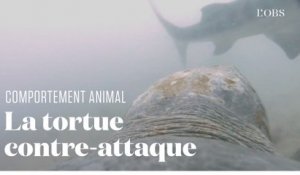 Les images rares d'une tortue de mer repoussant l'attaque d'un requin tigre