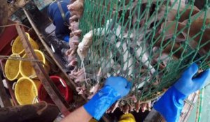 Brexit : blocage sur la pêche, le Parlement européen veut un accord avant dimanche minuit