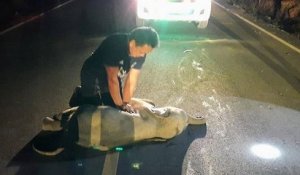 Thaïlande : un secouriste sauve un éléphanteau en lui faisant un massage cardiaque